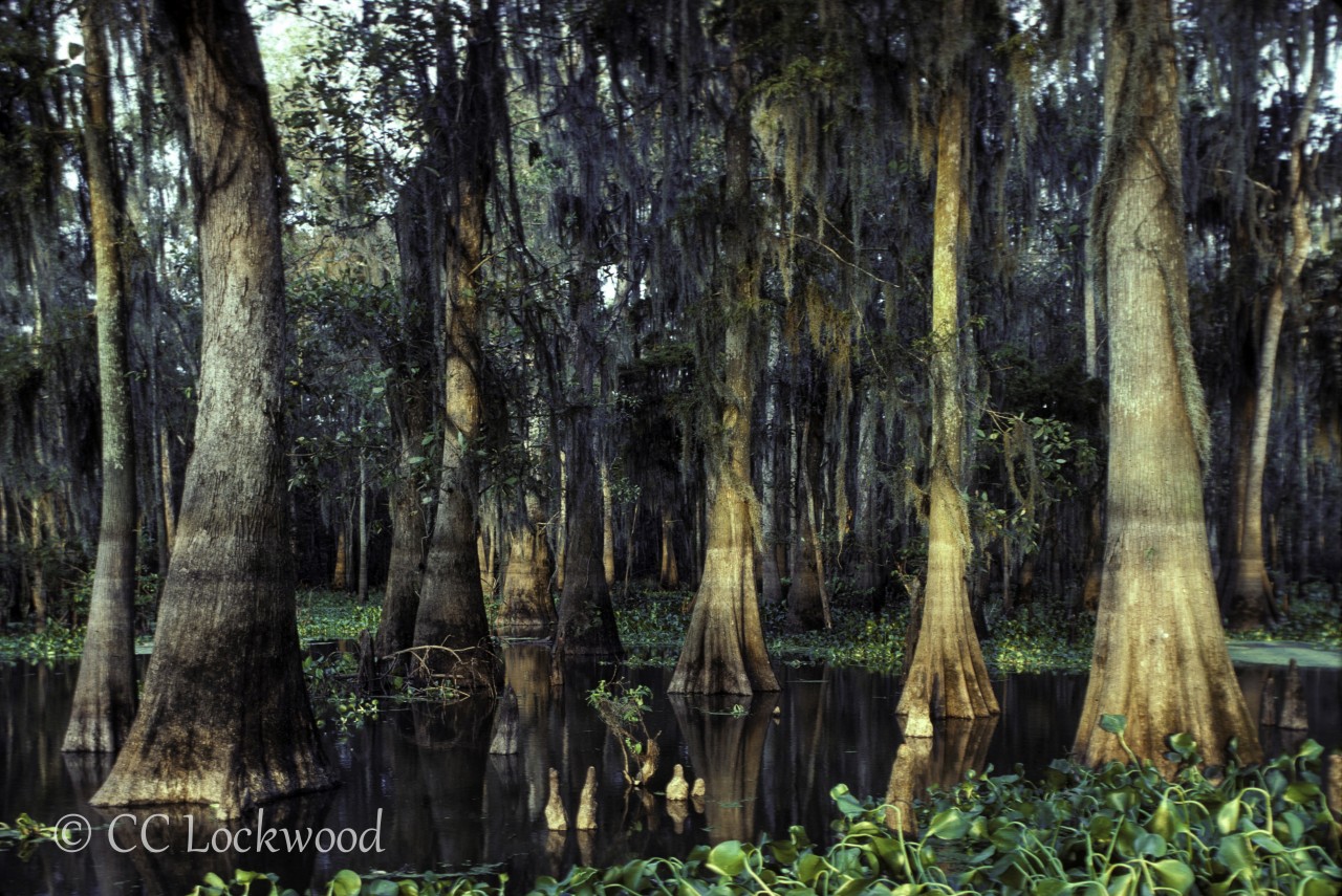 Stock 14223 C.C. Lockwood