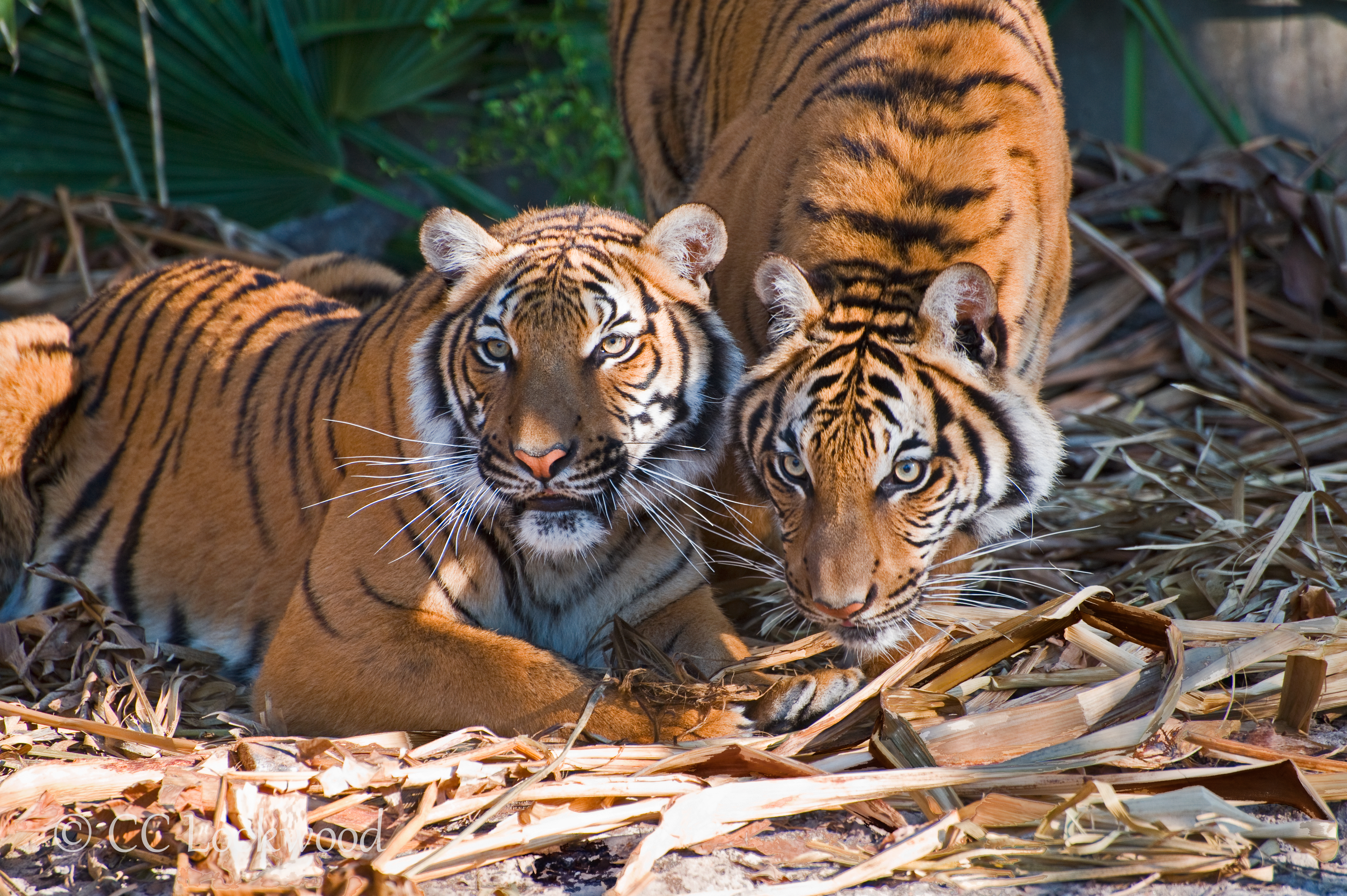 Tiger! Tiger! Exhibit