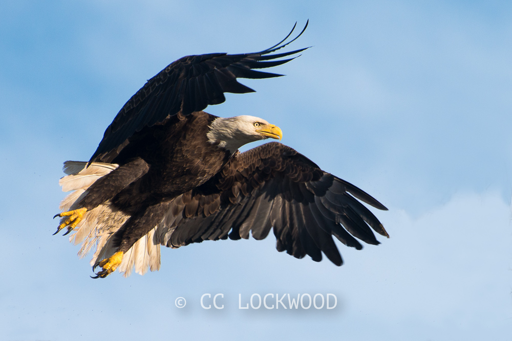 Eagle Expo Photo Workshop